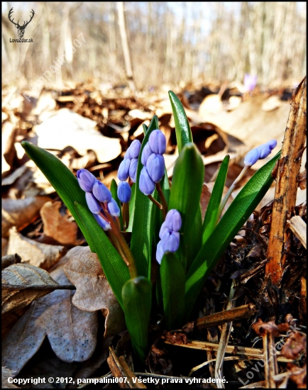 scilla dvojlistá - mláďa ...:-)