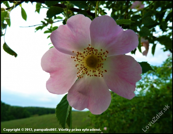 Ruža šípová   (Rosa canina L.) ...