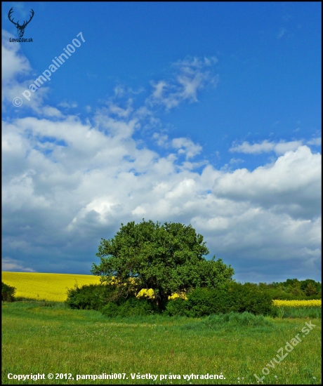 hruškovo - repková náladovka ...