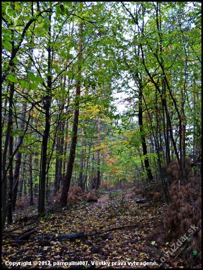 lesná cesta ...