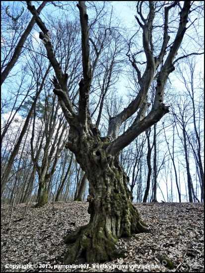 starý hrab ...