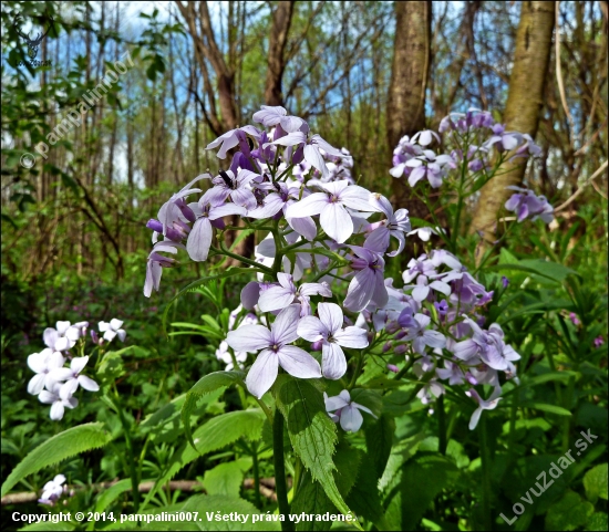 Mesačnica trváca - Lunaria rediviva ...