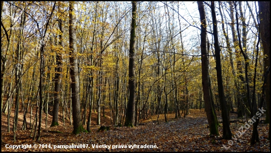 ladené do žlta ...