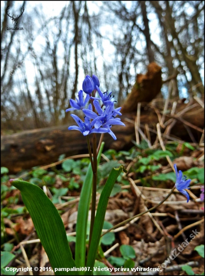 scila dvojlstá  (Scilla bifolia agg)....