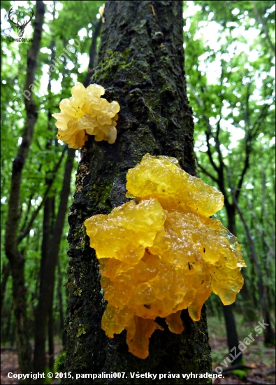 rôsolovka zlatožltá  - Tremella mesenterica... asi ...