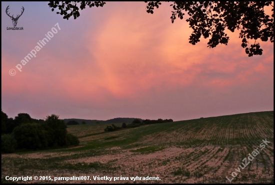 podvečer pri slnečnici ...