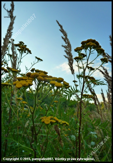 protikomárovič :-) vratič obyčajný  (Tanacetum vulgare) ...