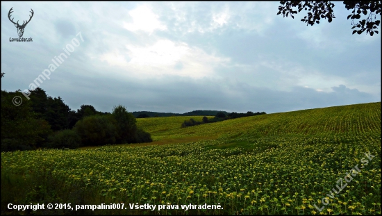 pri slnečnici ...