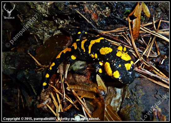 salamandra ...