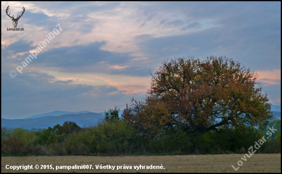 pri hruške ...