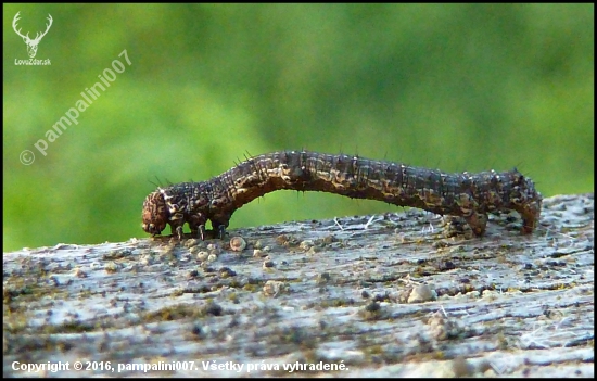 prišla ku mne na posed ... :-)