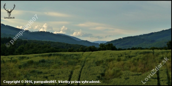 pri pšenici ...