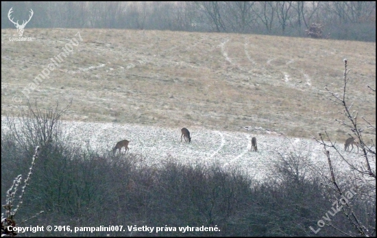 srnčia na repke ...