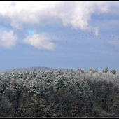 vtáky nad soslinou ...