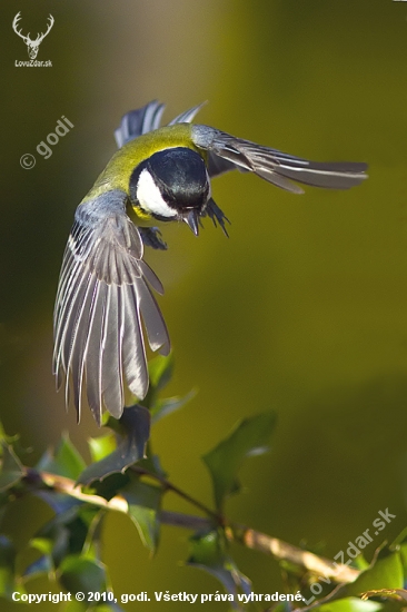 Parus major