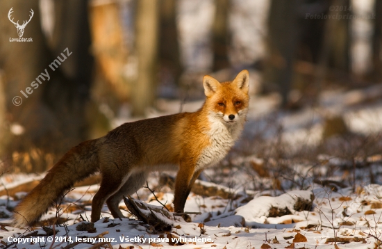 Líška Hrdzavá (Vulpes vulpes)