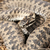 Vipera Berus