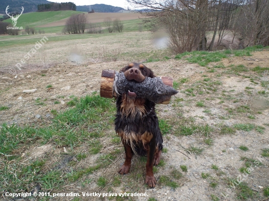 prepeličar-Brown Any-Bon,12 měs.