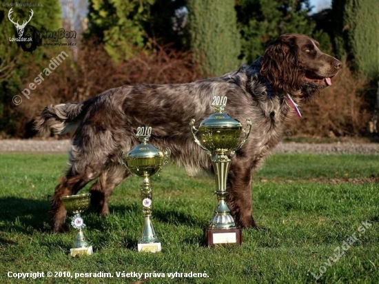 Archie Any-Bon,Klubová výstava křepeláků,V1 CAC,klubový vít2