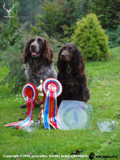 European dogshow v Celje-Slovinsko 2010