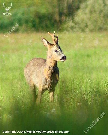 Už prefarbujú ...