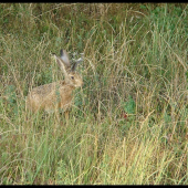 Pivoň lesní (Pivonius Sylvaticus L.)