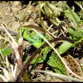 Jašterica krátkohlavá (obyčajná) stredoeurópska– Lacerta agilis agilis