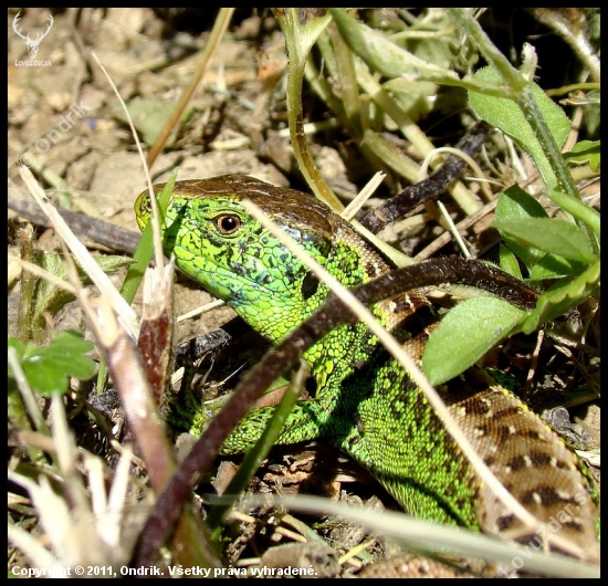 Jašterica krátkohlavá (obyčajná) stredoeurópska– Lacerta agilis agilis