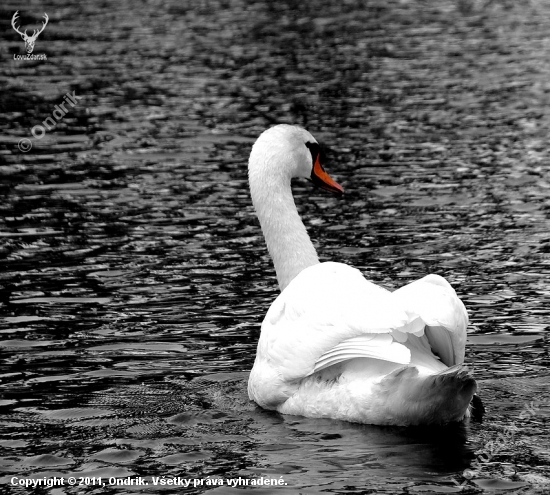 Black-White až na ten zobák :)