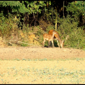 Mama a dcéra