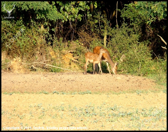 Mama a dcéra