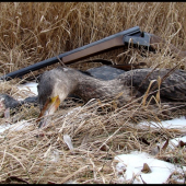 Phalacrocorax carbo