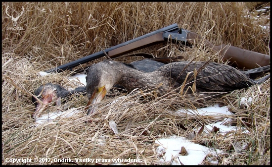 Phalacrocorax carbo