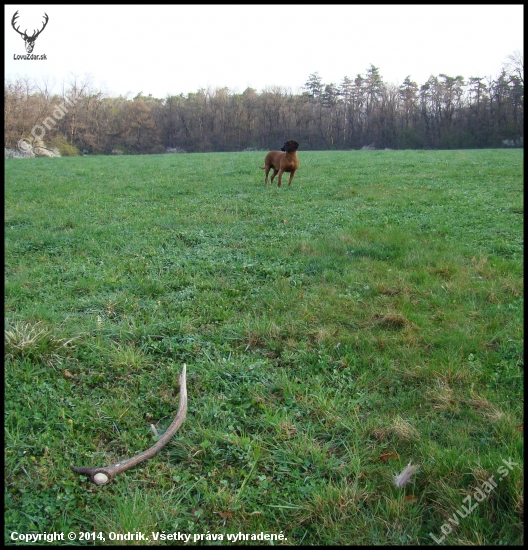 Farbiarka - Zhod - Srsť. Už len pospájať pomyselný trojuholník :)