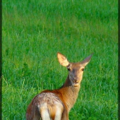 letná paša