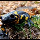 Salamandra škvrnitá (Salamandra salamandra)