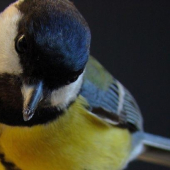 Sýkorka bielolíca (Parus major)