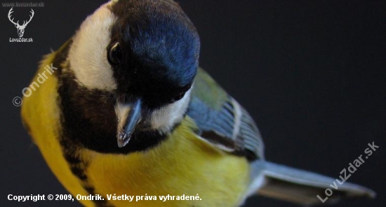 Sýkorka bielolíca (Parus major)