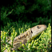 Jašterica obyčajná (Lacerta agilis)