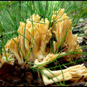 Strapačka zlatožltá (Ramaria aurea)