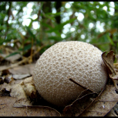 Rozpadavec dlabaný (Lycoperdon utriforme Bull.)