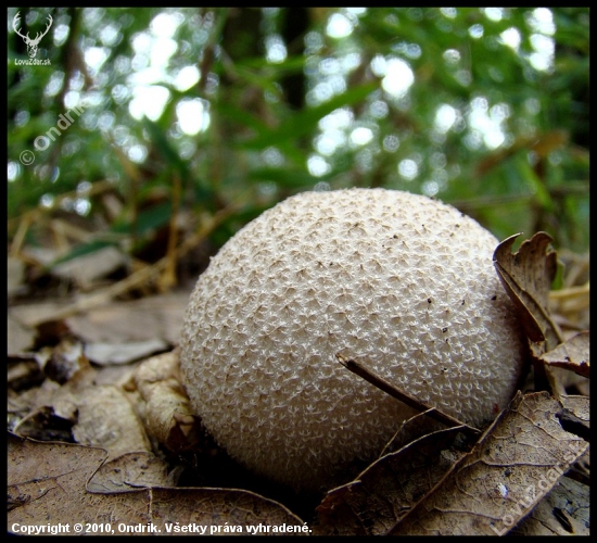 Rozpadavec dlabaný (Lycoperdon utriforme Bull.)