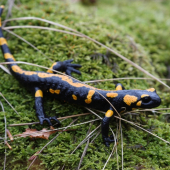 salamandra