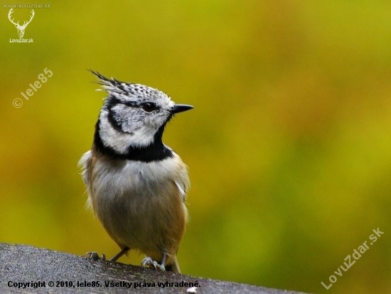 Sýkorka chochlatá - Lophophanes cristatus