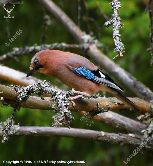 Sojka škriekavá - Garrulus glandarius