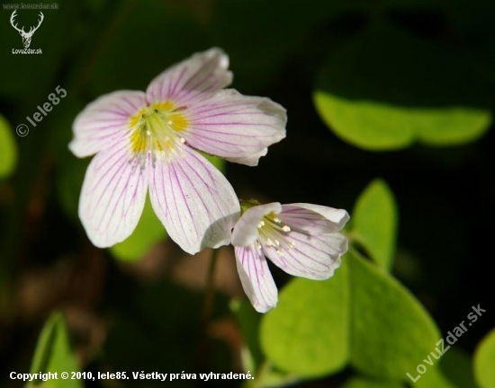 Kyslička obyčajná - Oxalis acetosella