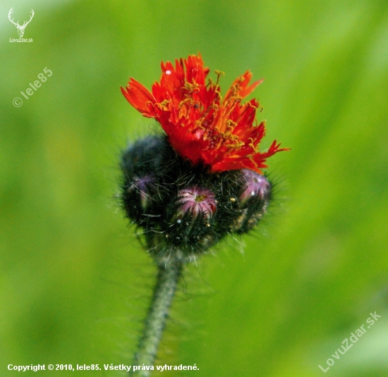 Chlpánik oranžový - Pilosella aurantiaca