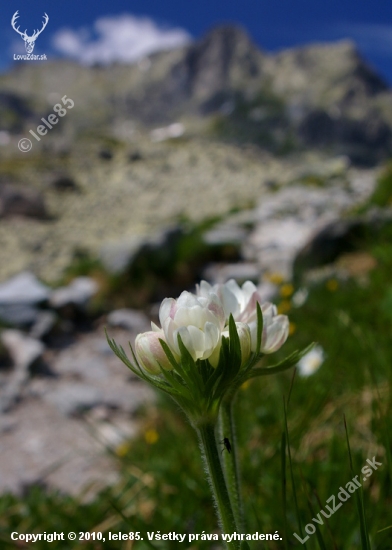 Veternica narcisokvetá - Anemone narcissiflora