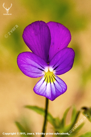 Fialka trojfarebná / Viola tricolor L./