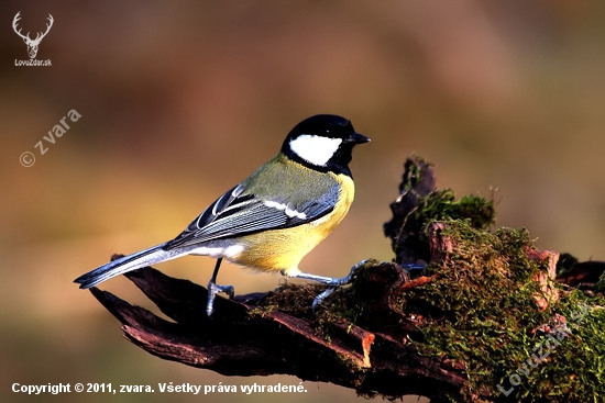 Sýkorka bielolíca/Parus major/